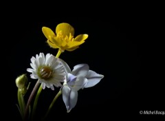  Nature Petites fleurs printanières