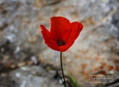  Nature Coquelicots