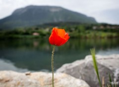  Nature Coquelicots