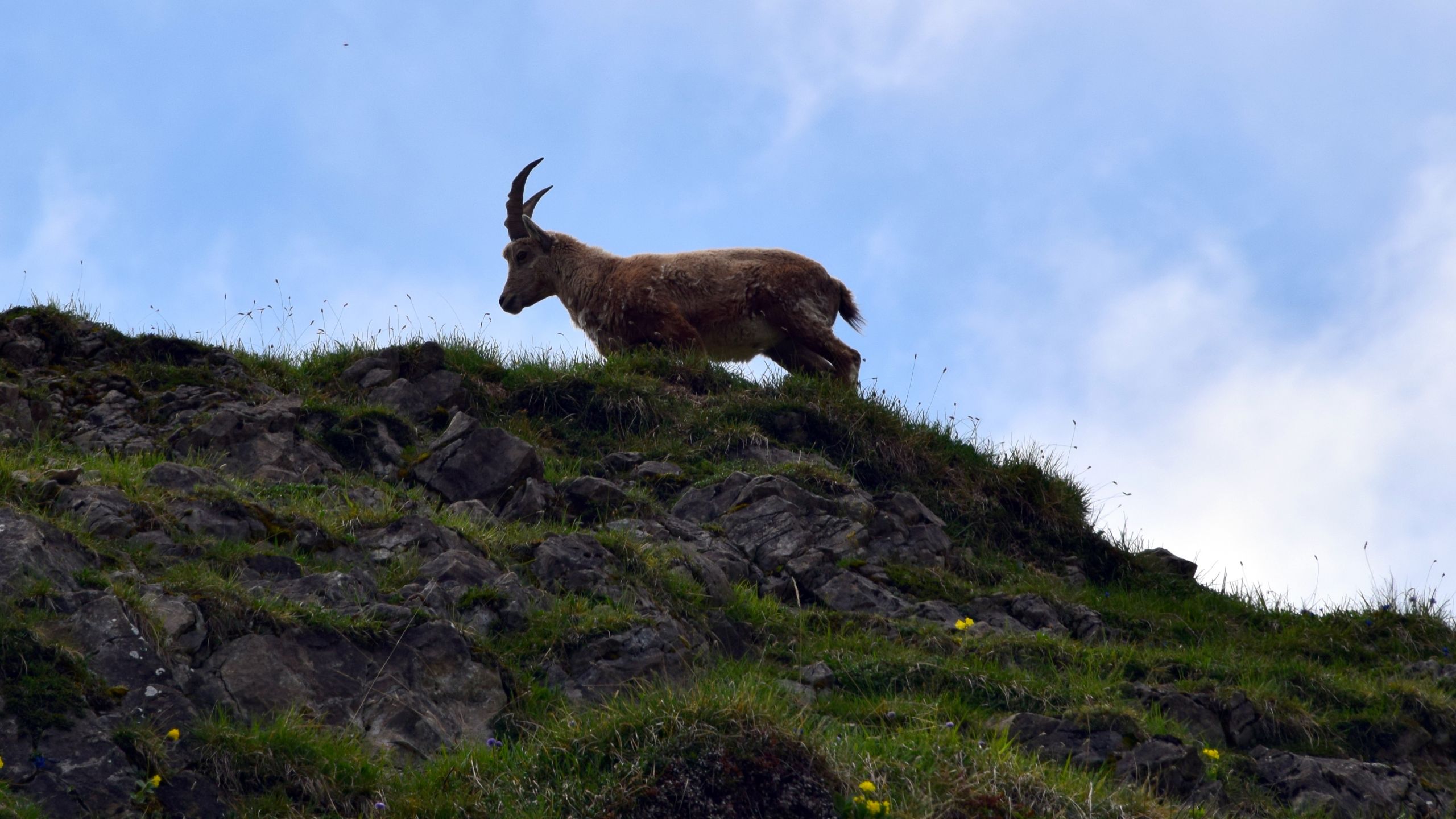 Wallpapers Animals Ibex 