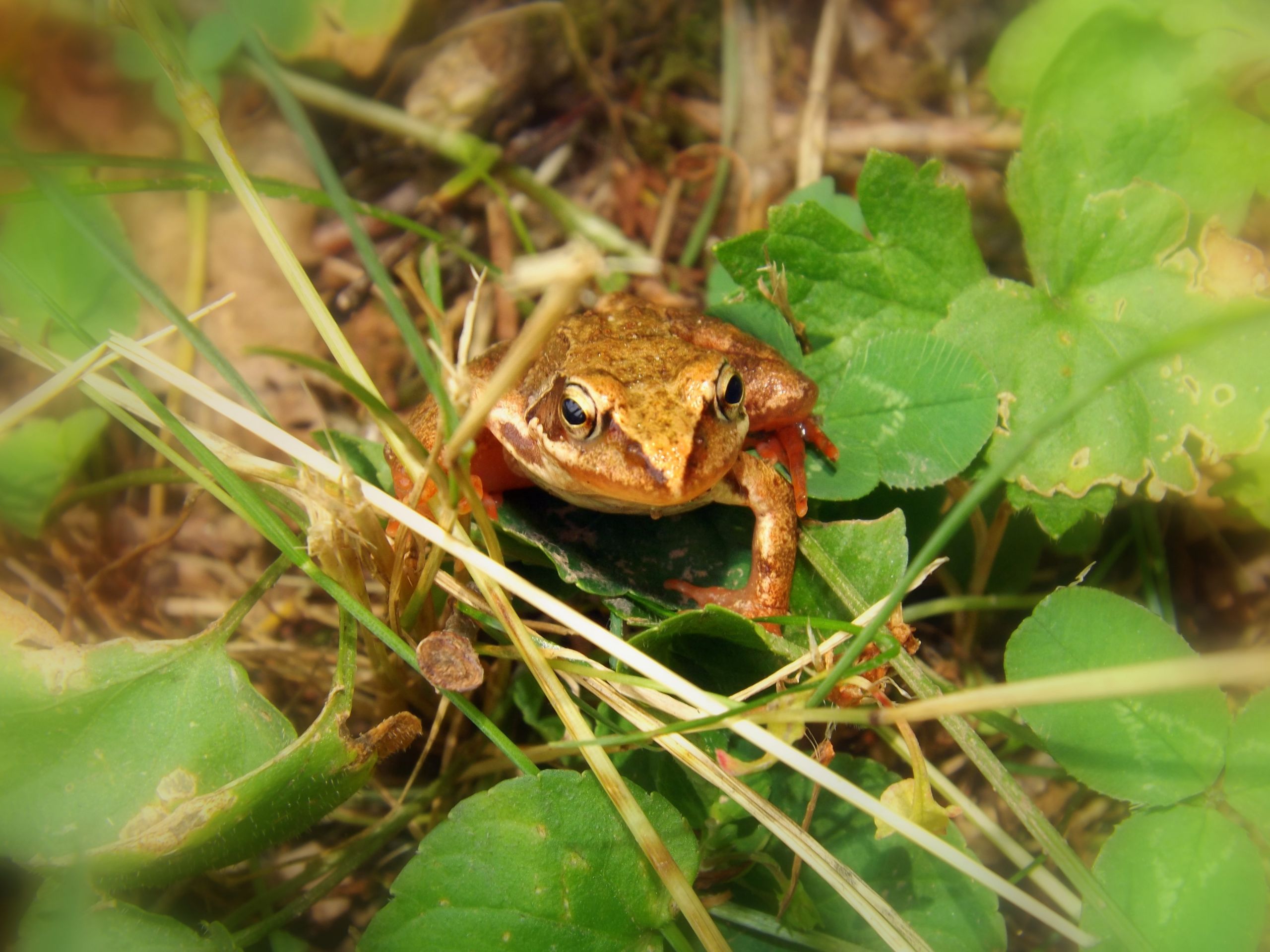 Wallpapers Animals Frogs - Toads 