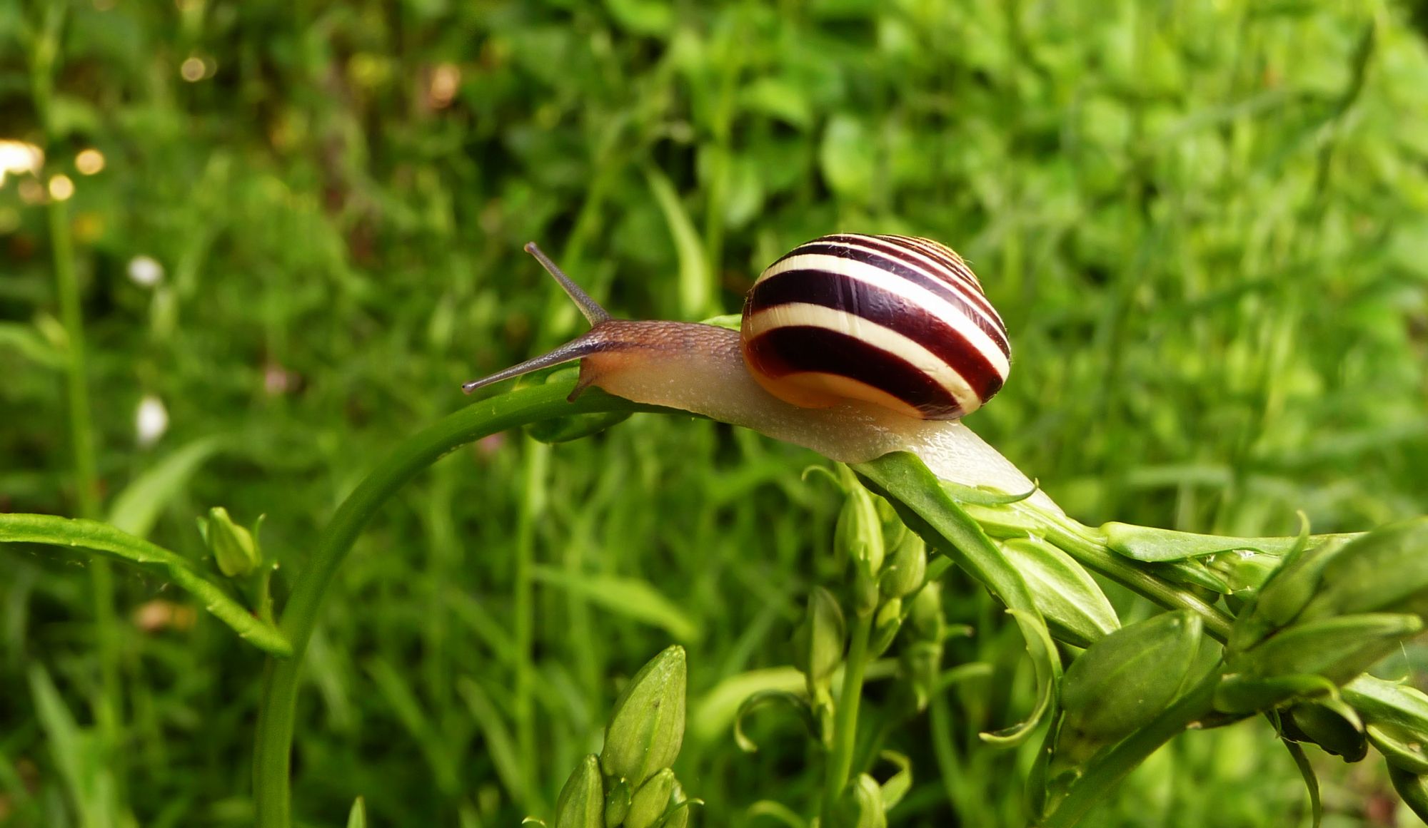 Wallpapers Animals Snails - Slugs 