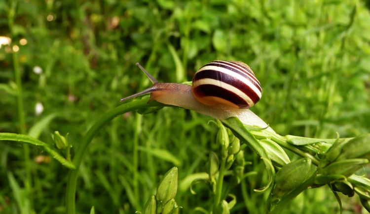 Wallpapers Animals Snails - Slugs Wallpaper N406325