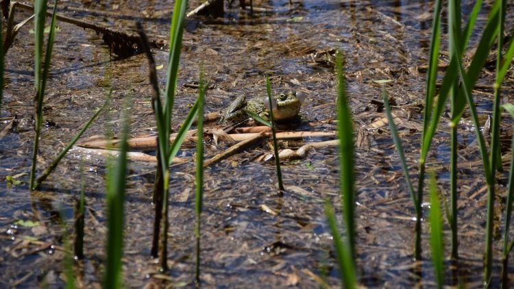 Wallpapers Animals Frogs - Toads Wallpaper N406361