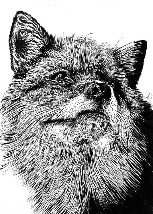 Fonds d'cran Art - Crayon Animaux - Divers fox