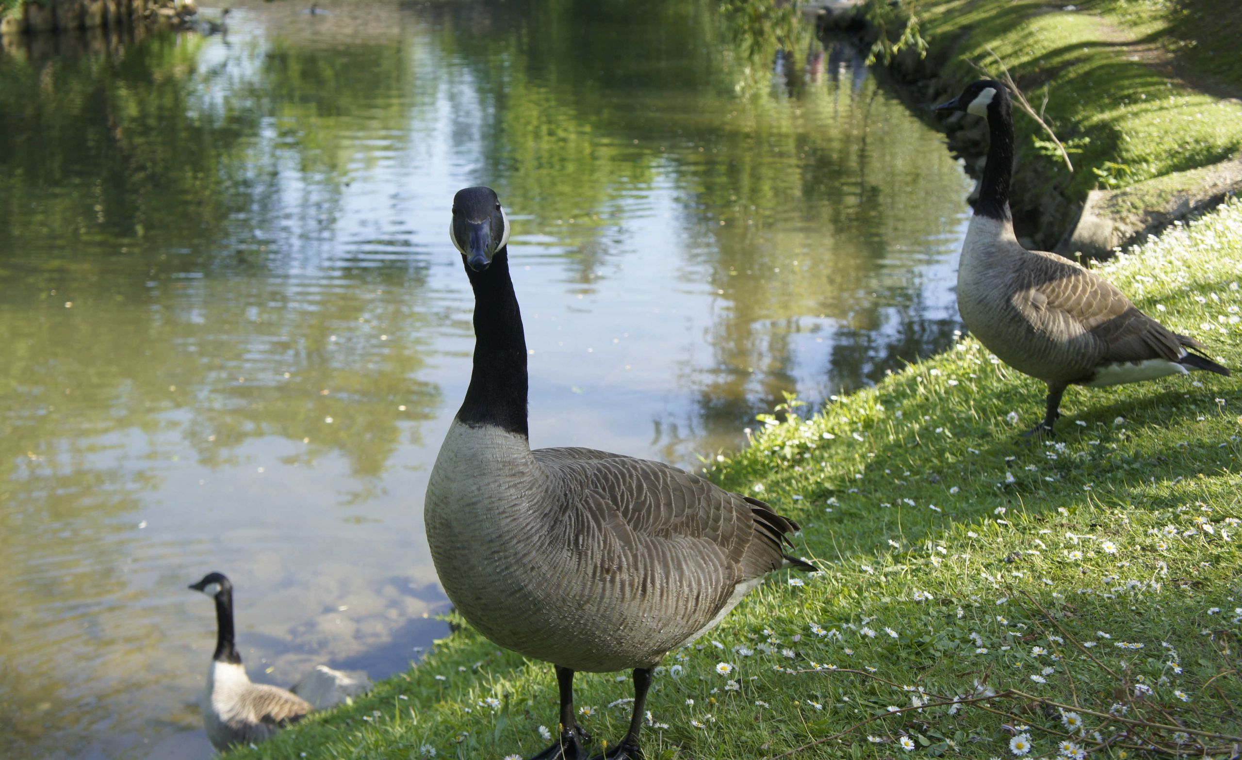 Wallpapers Animals Birds - Geese Les oies  de Brunoy 91