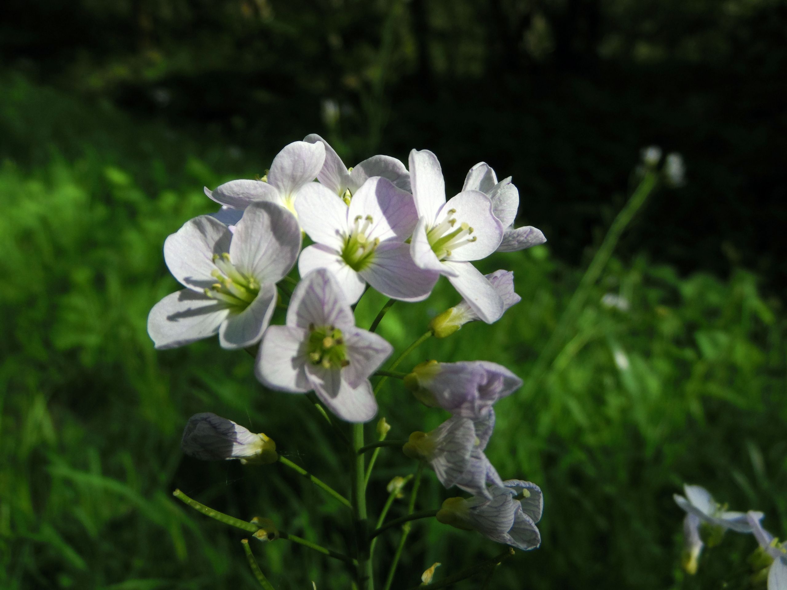 Wallpapers Nature Flowers 