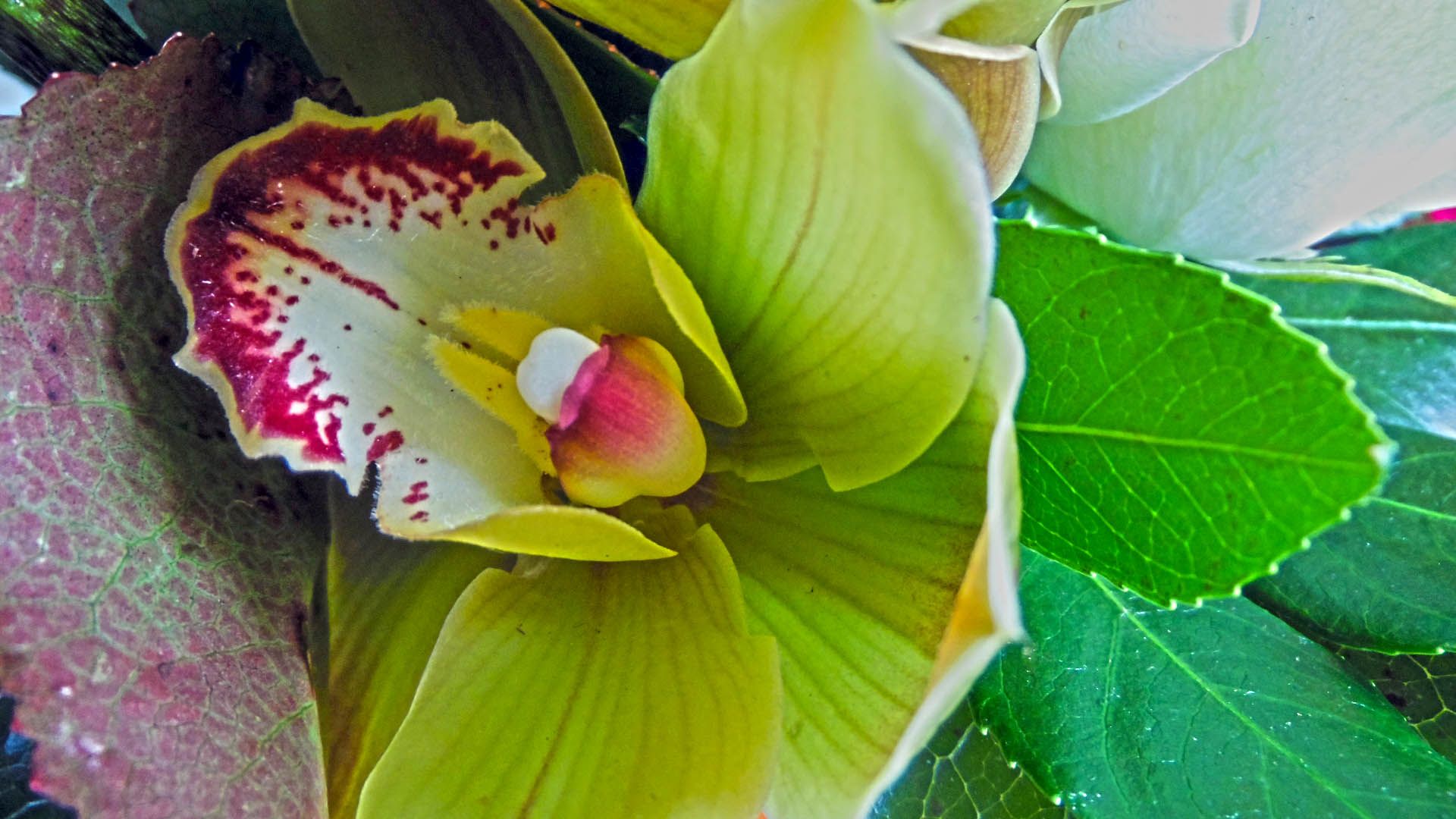 Fonds d'cran Nature Fleurs 