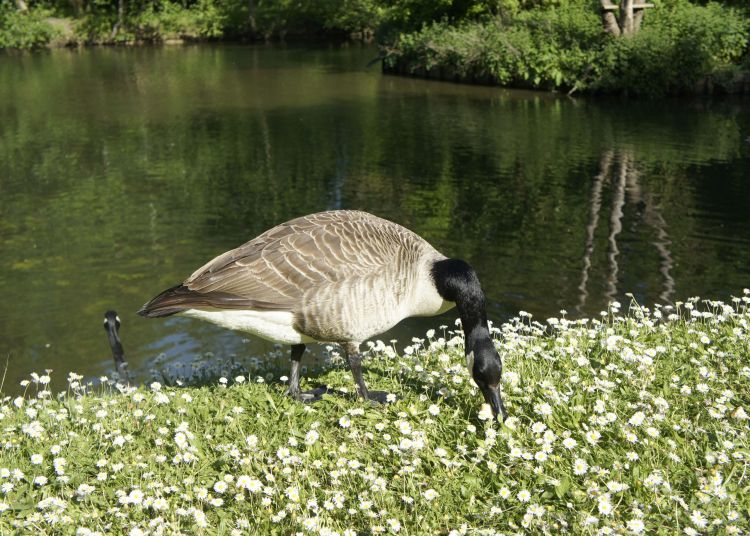 Wallpapers Animals Birds - Geese Les Oies  des bords de L'yerre