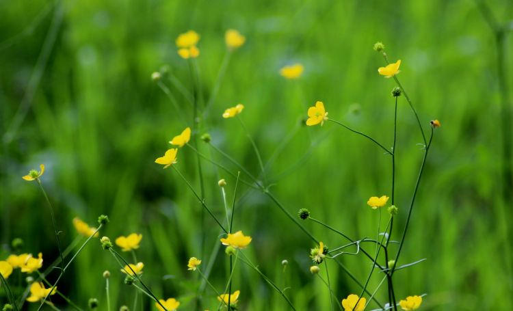 Wallpapers Nature Flowers Dans les champs