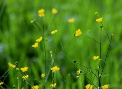  Nature Dans les champs