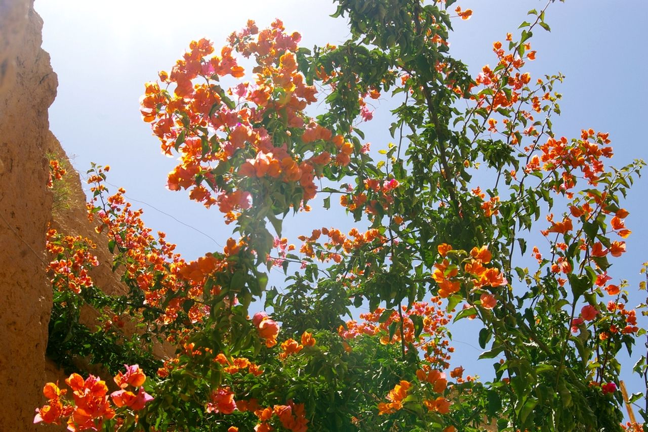 Fonds d'cran Nature Fleurs 