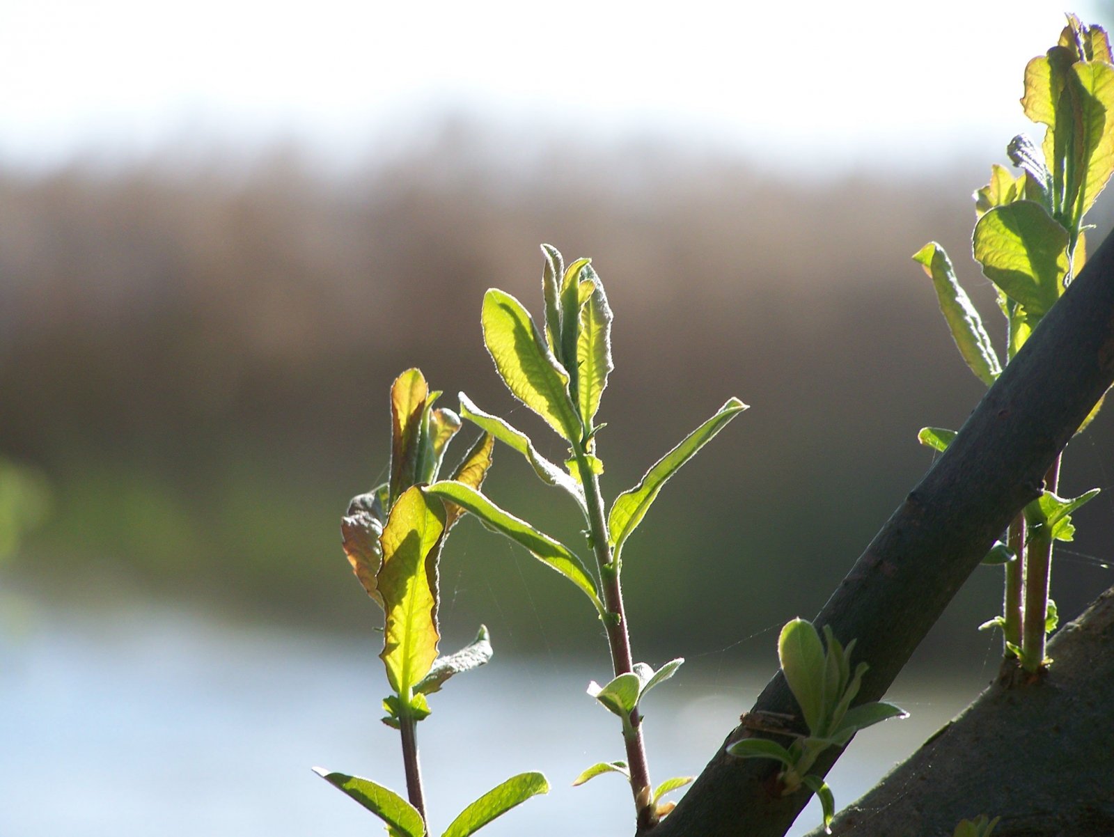 Wallpapers Nature Plants - Shrubs 