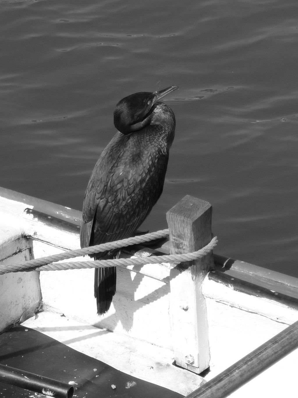 Fonds d'cran Animaux Oiseaux - Divers 