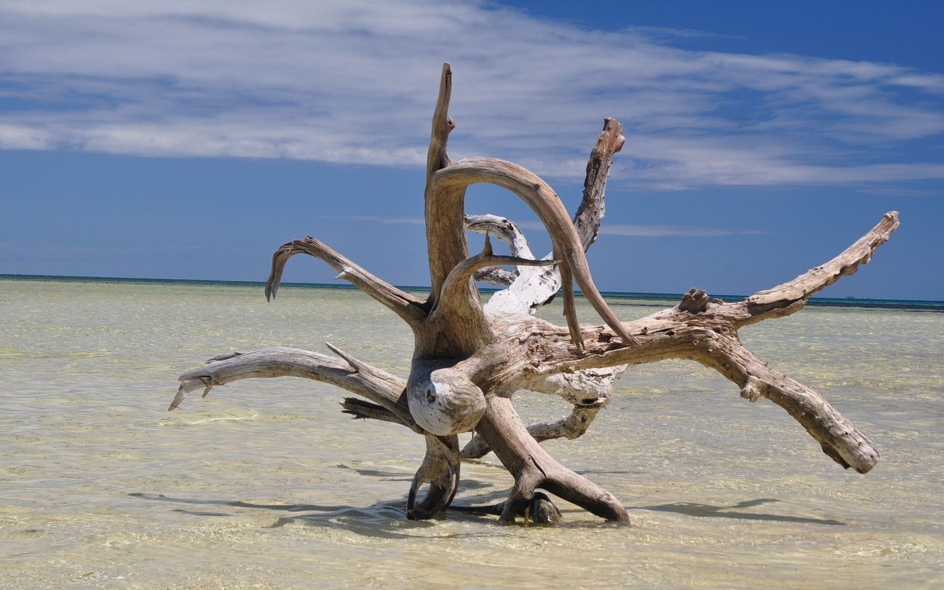 Wallpapers Nature Strains - Roots 