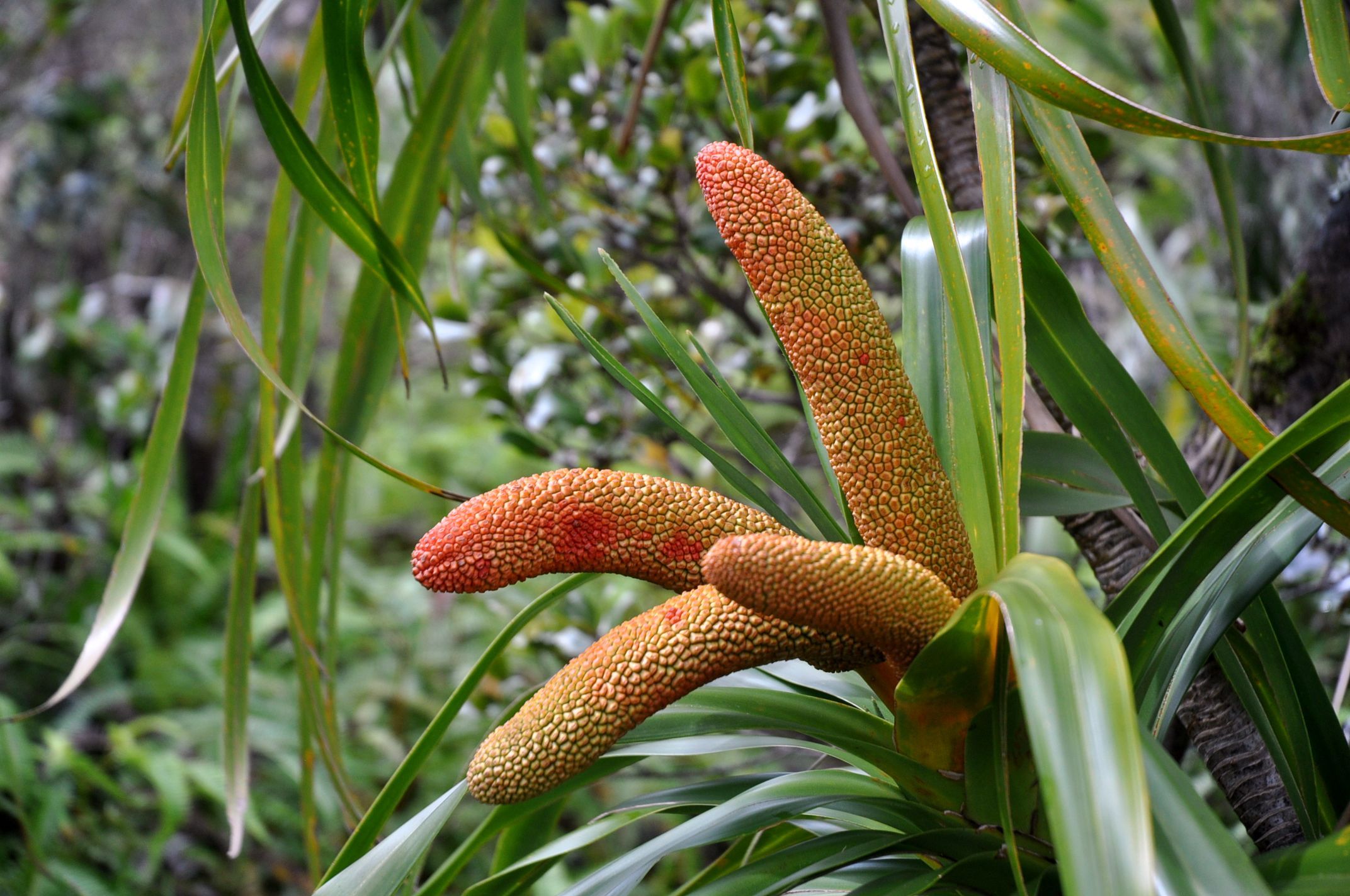 Fonds d'cran Nature Fleurs 