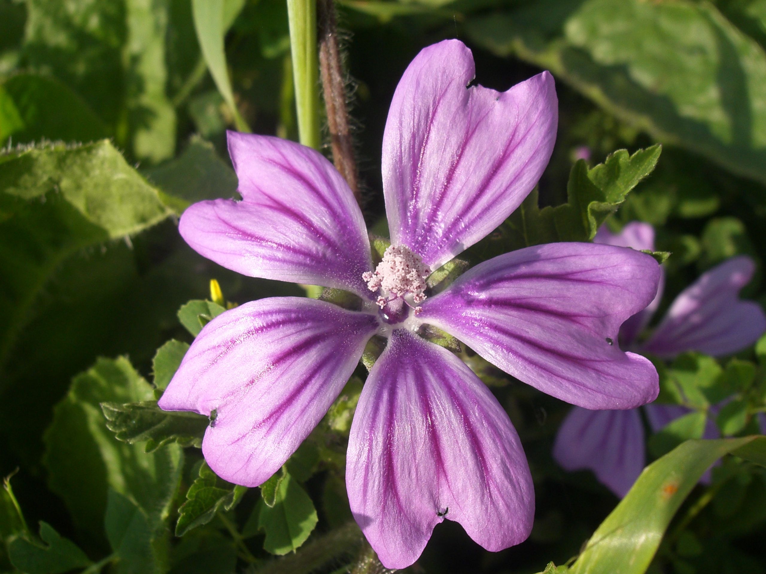 Fonds d'cran Nature Fleurs 