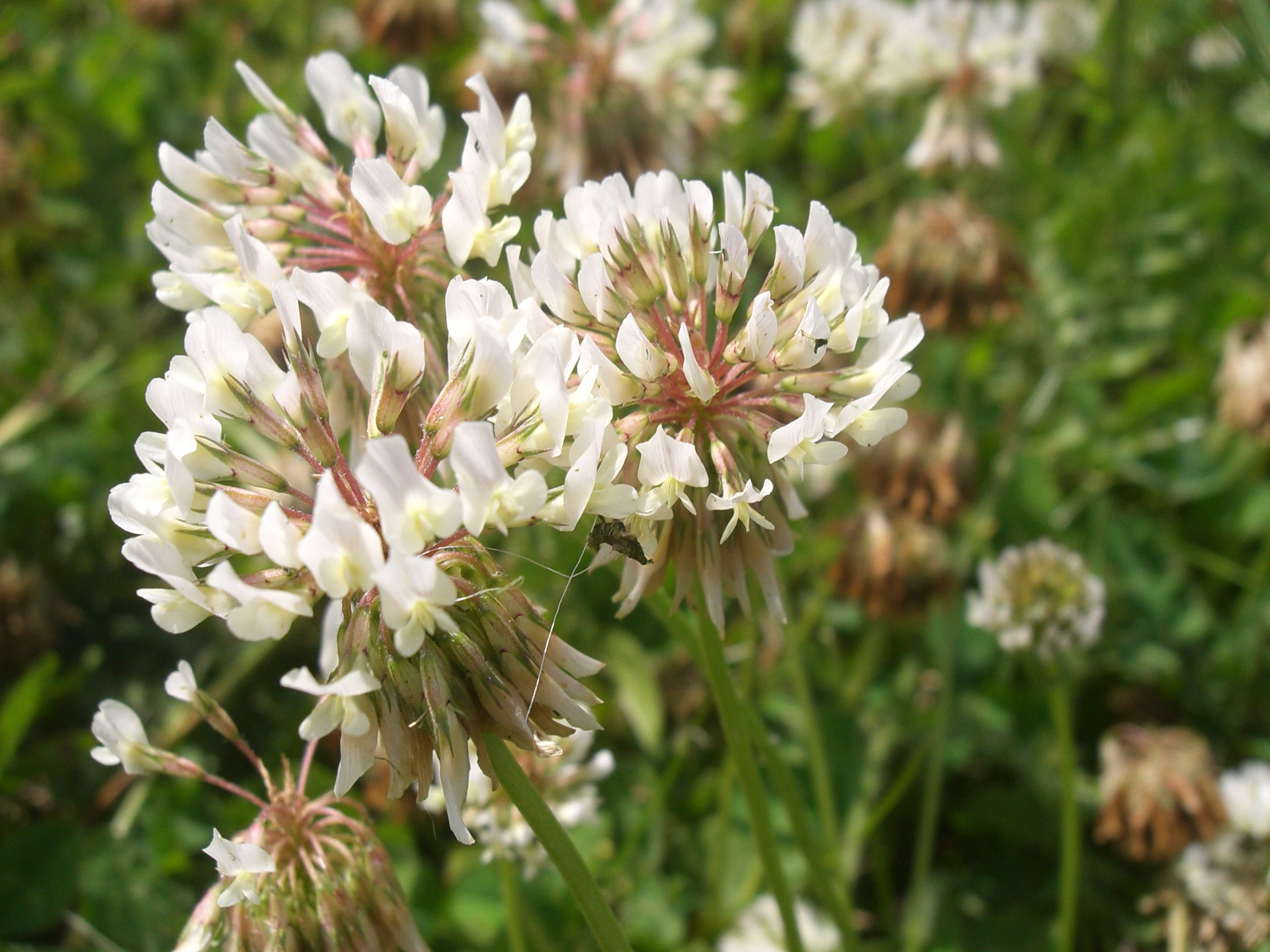 Fonds d'cran Nature Fleurs 