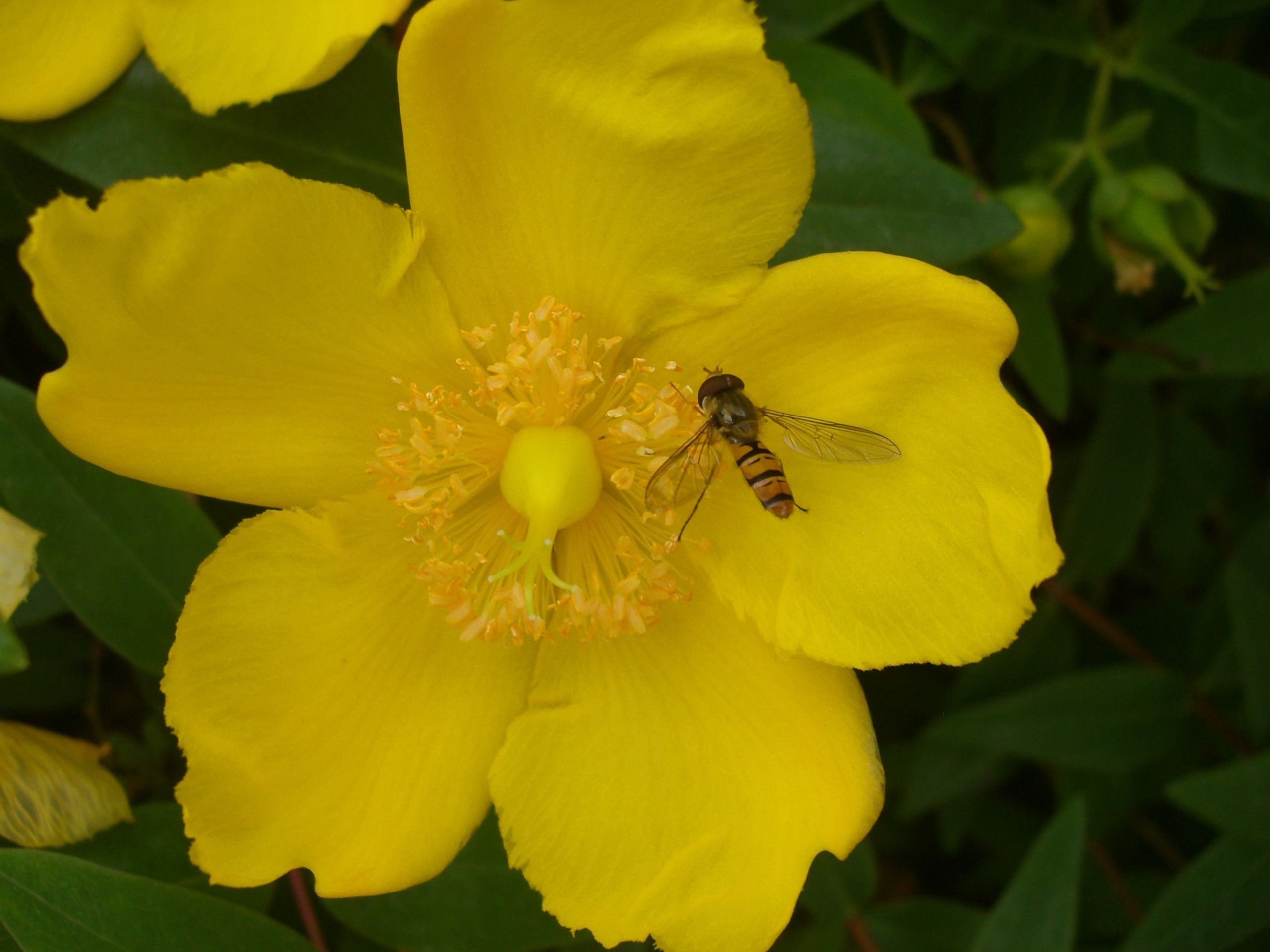 Fonds d'cran Nature Fleurs 