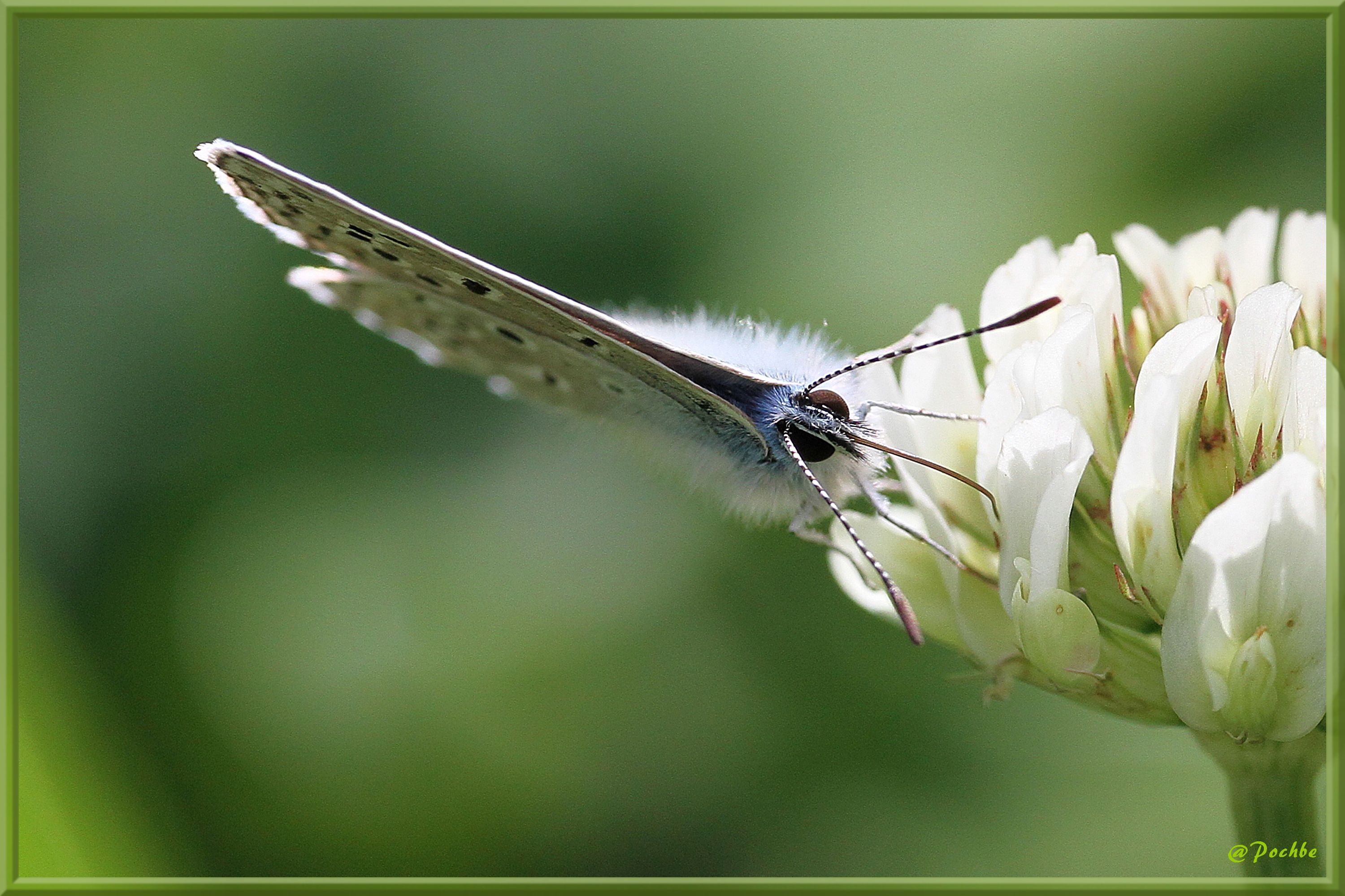 Fonds d'cran Animaux Insectes - Papillons 