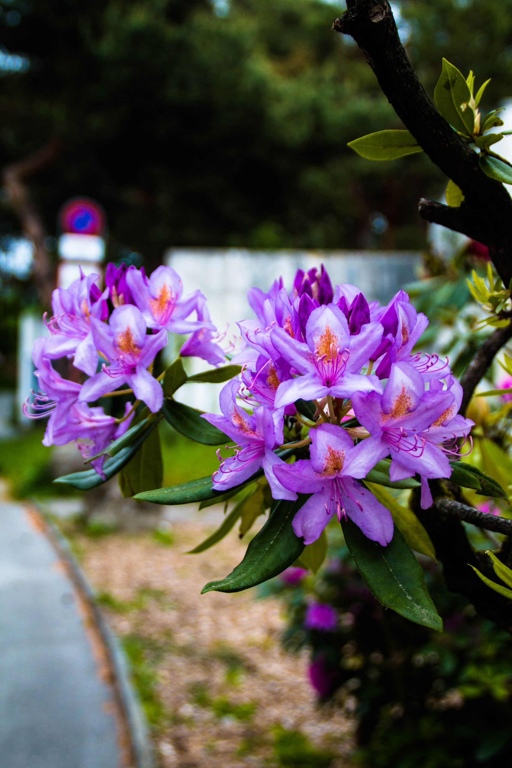 Fonds d'cran Nature Fleurs 