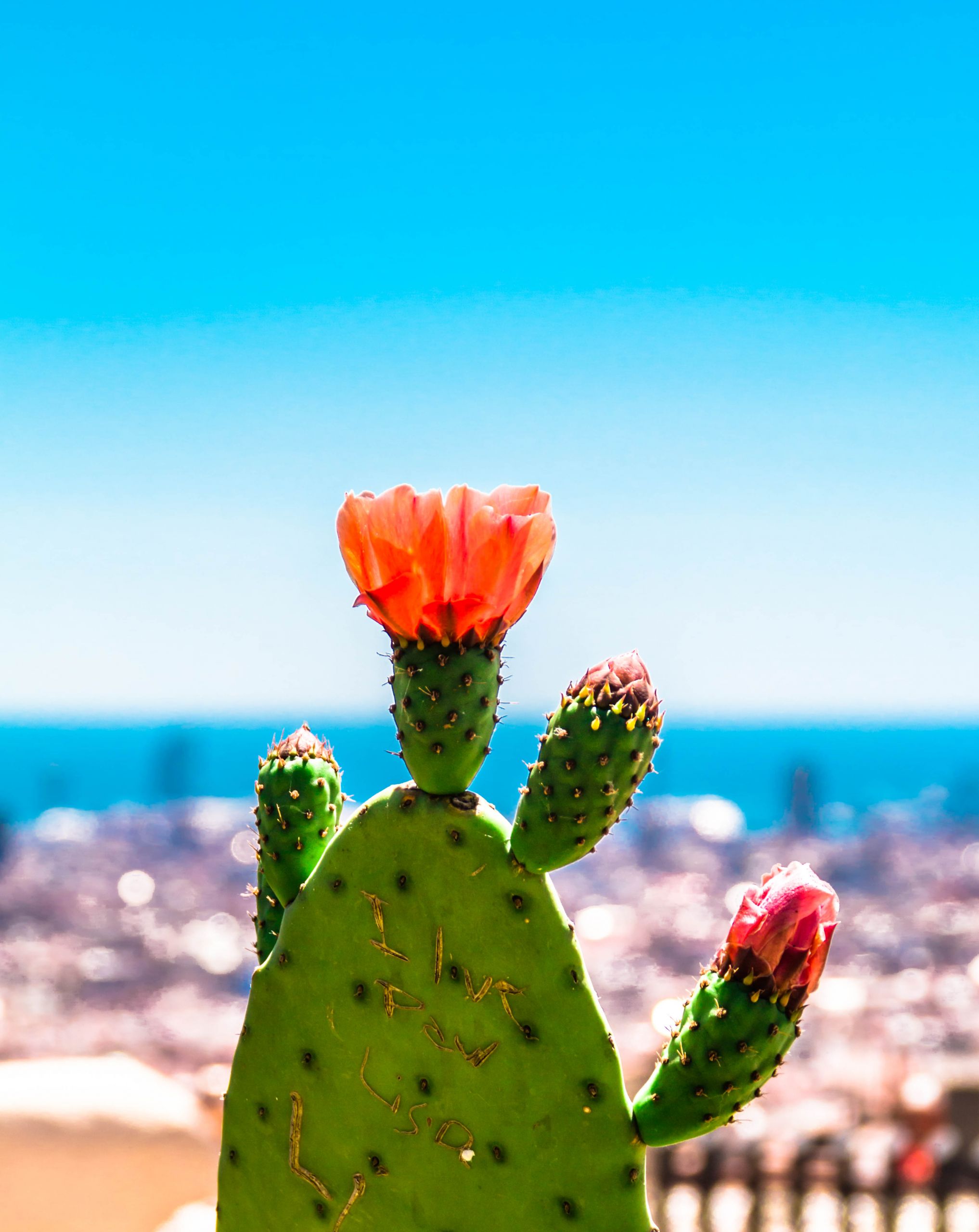 Wallpapers Nature Cactus 