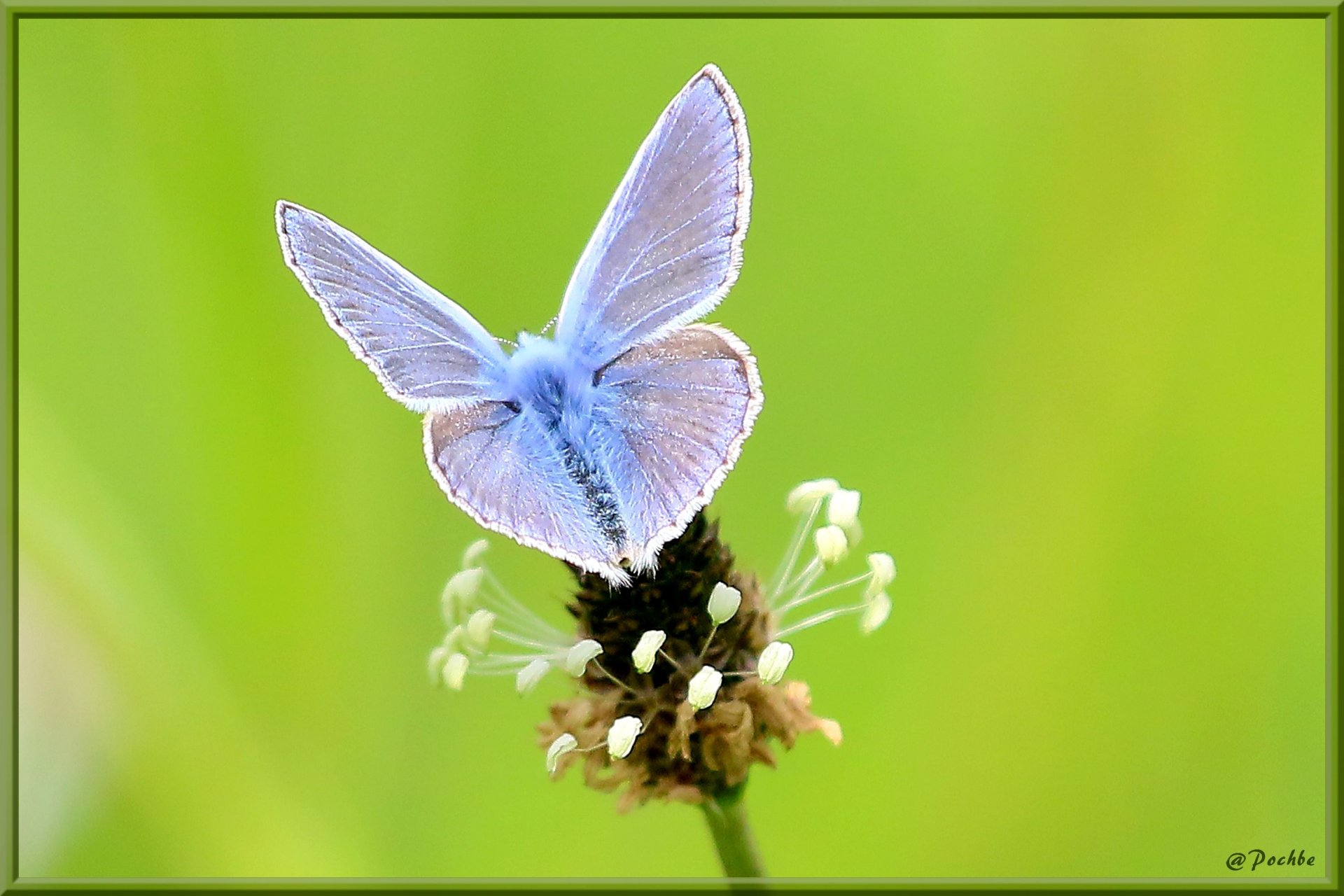 Fonds d'cran Animaux Insectes - Papillons 