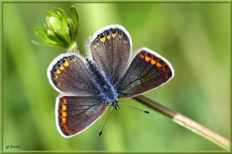 Fonds d'cran Animaux Insectes - Papillons Wallpaper N406701