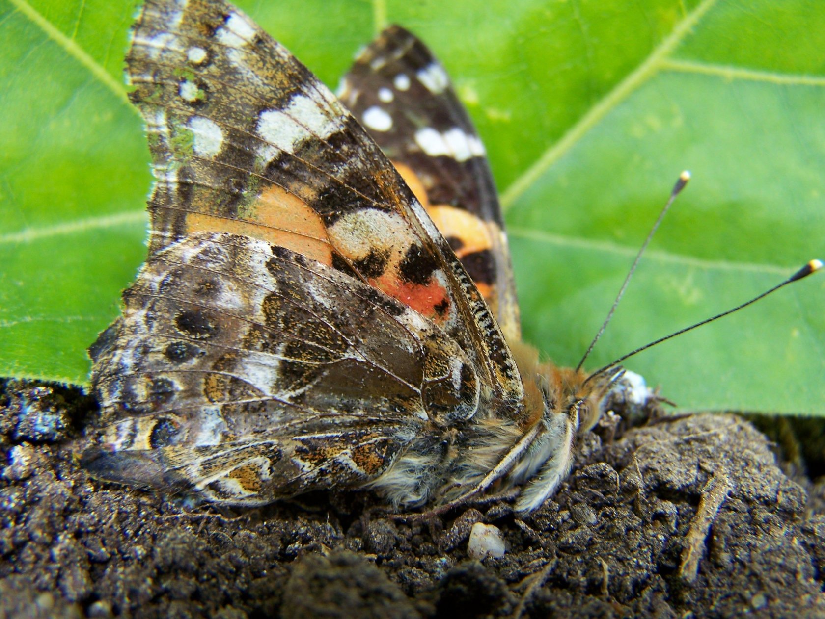 Fonds d'cran Animaux Insectes - Papillons 