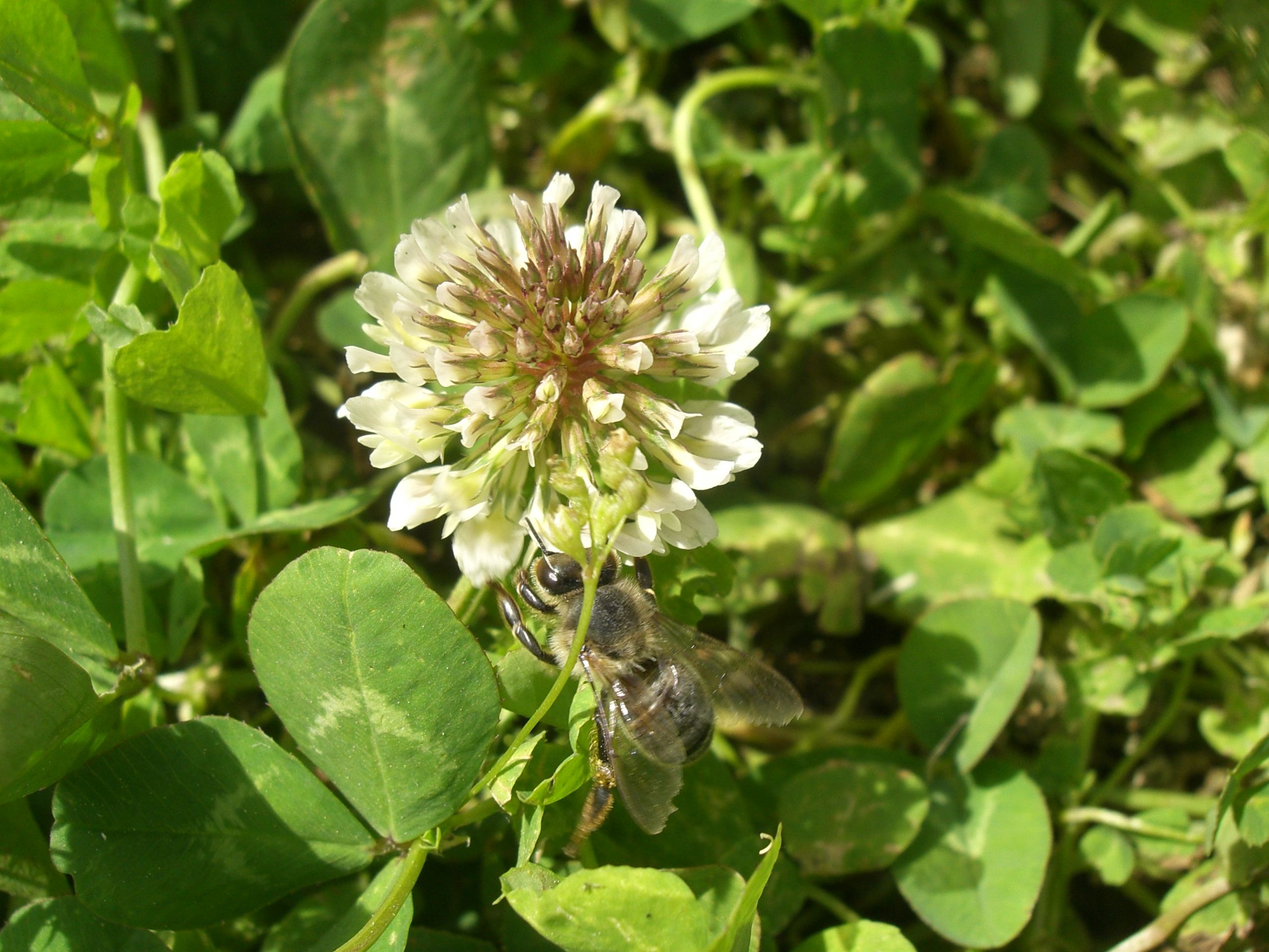 Fonds d'cran Animaux Insectes - Abeilles Gupes ... 