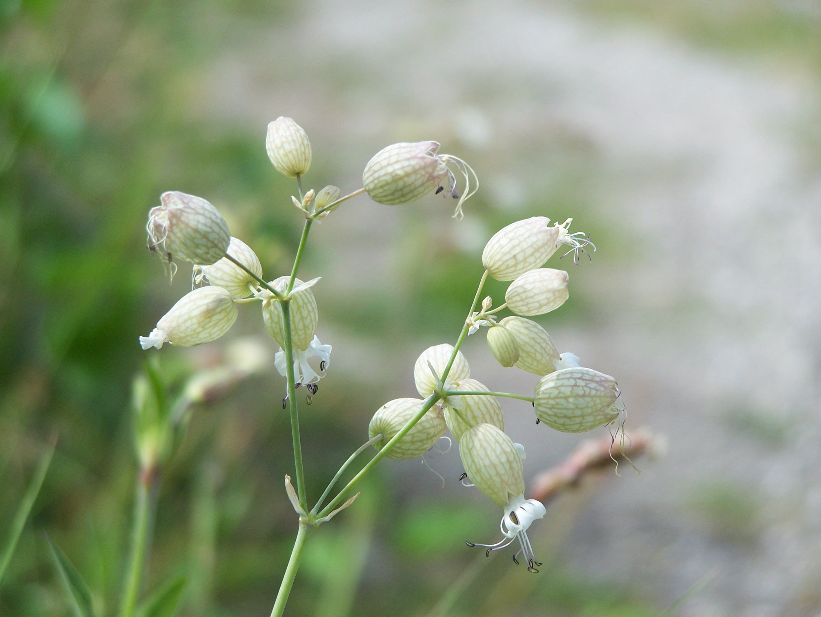 Fonds d'cran Nature Fleurs 