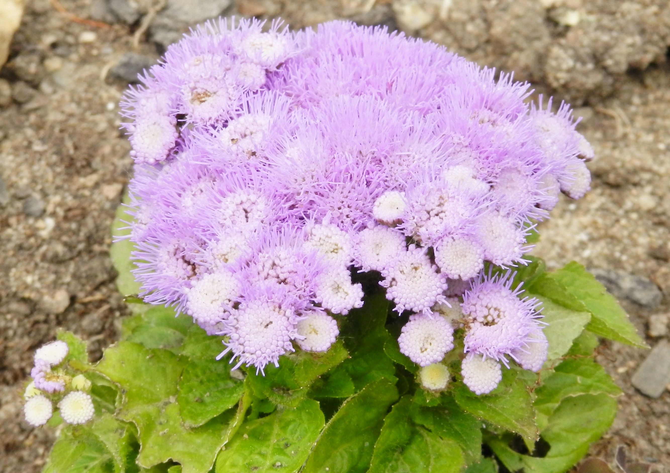 Fonds d'cran Nature Fleurs 