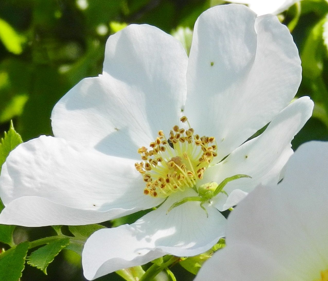 Wallpapers Nature Flowers fleurs