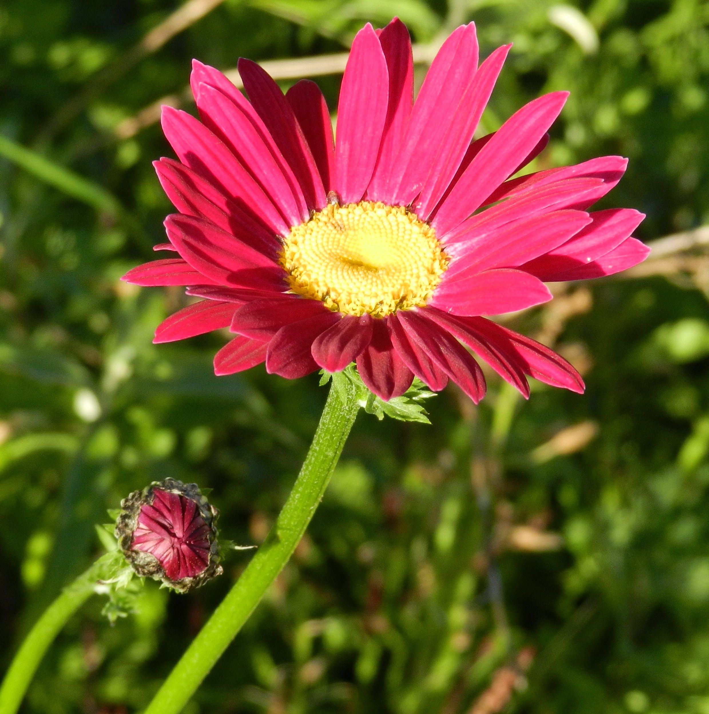 Wallpapers Nature Flowers 