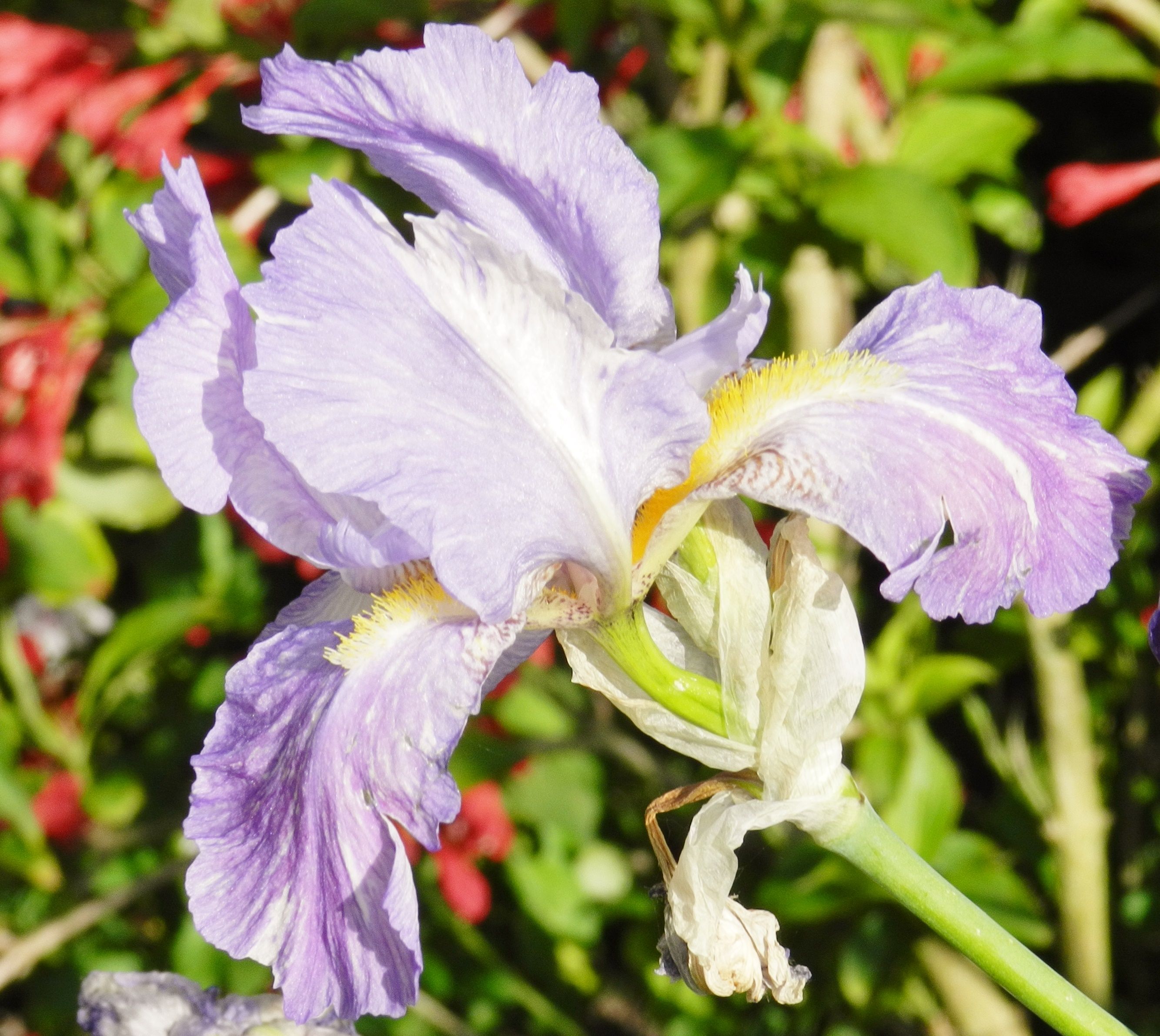 Fonds d'cran Nature Fleurs 