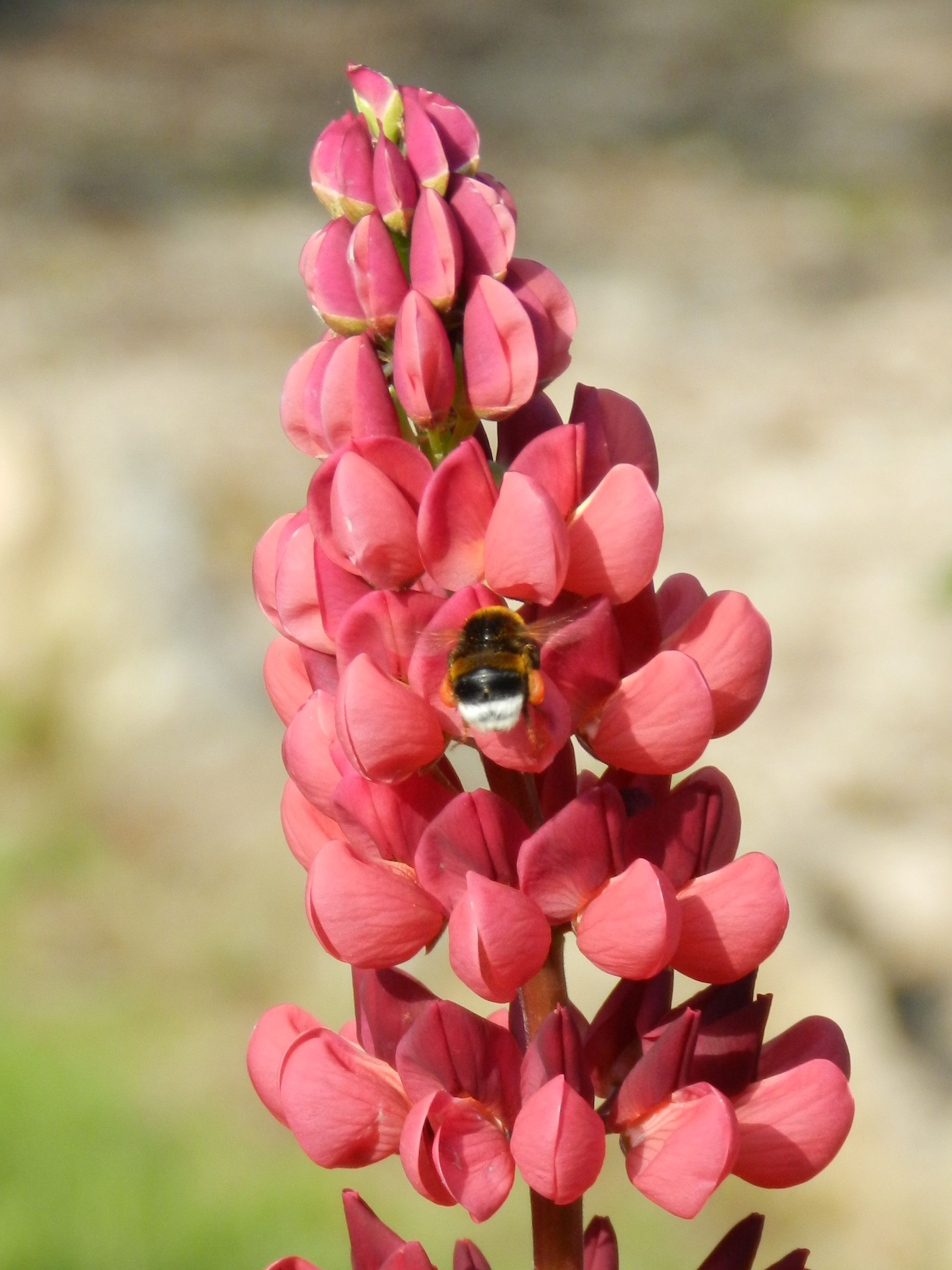 Fonds d'cran Nature Fleurs 