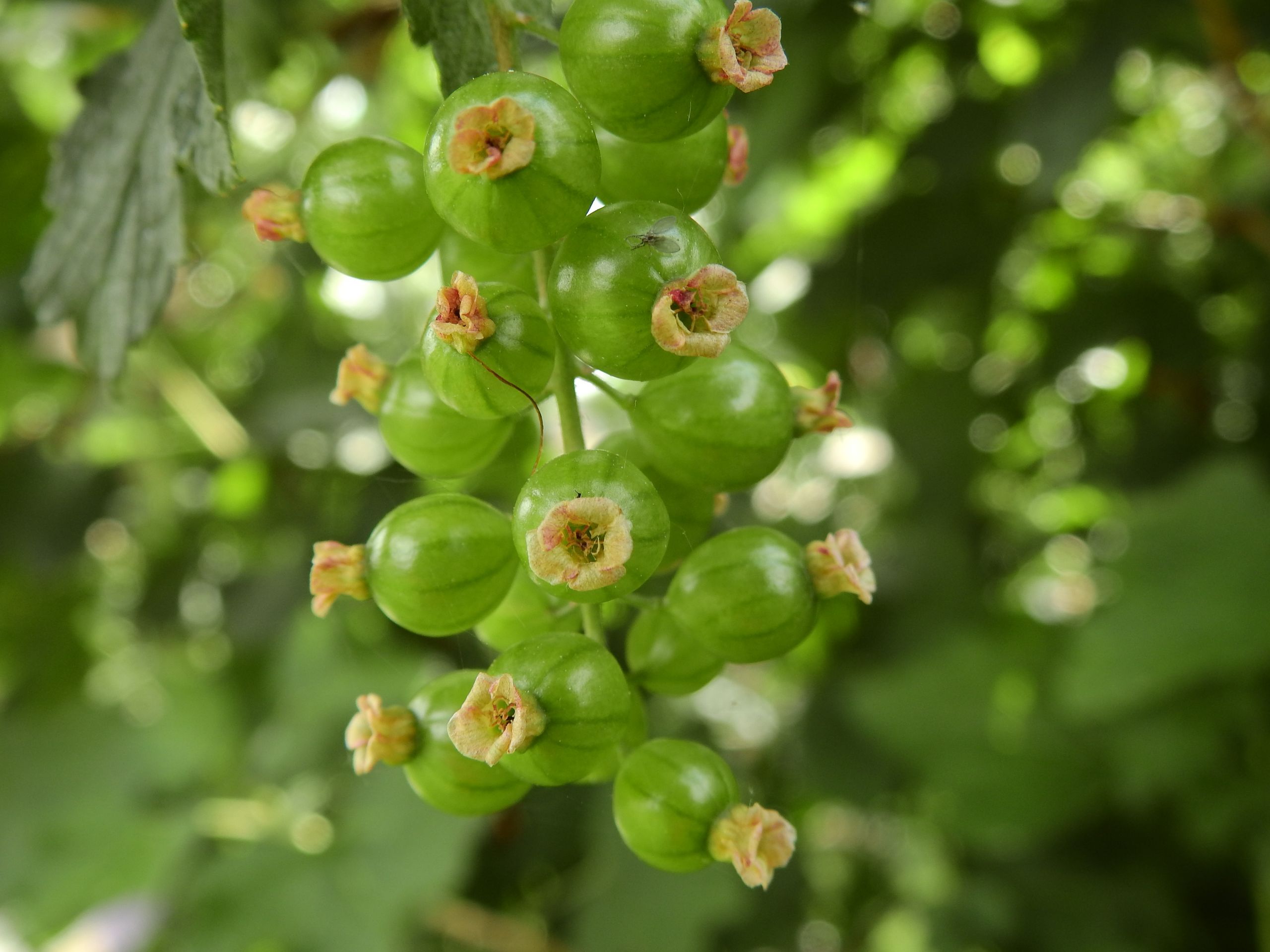 Wallpapers Nature Fruits 