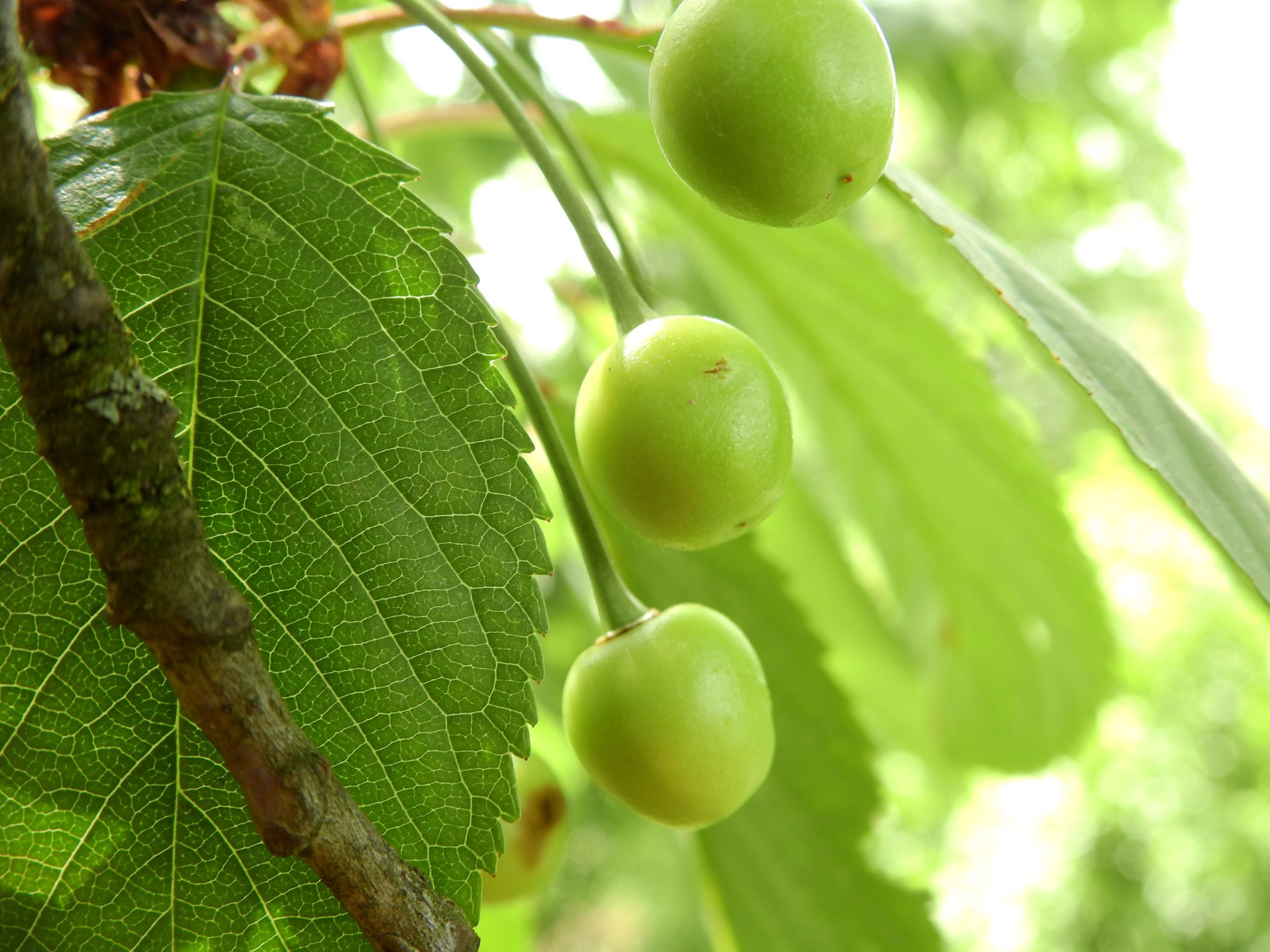 Fonds d'cran Nature Fruits 