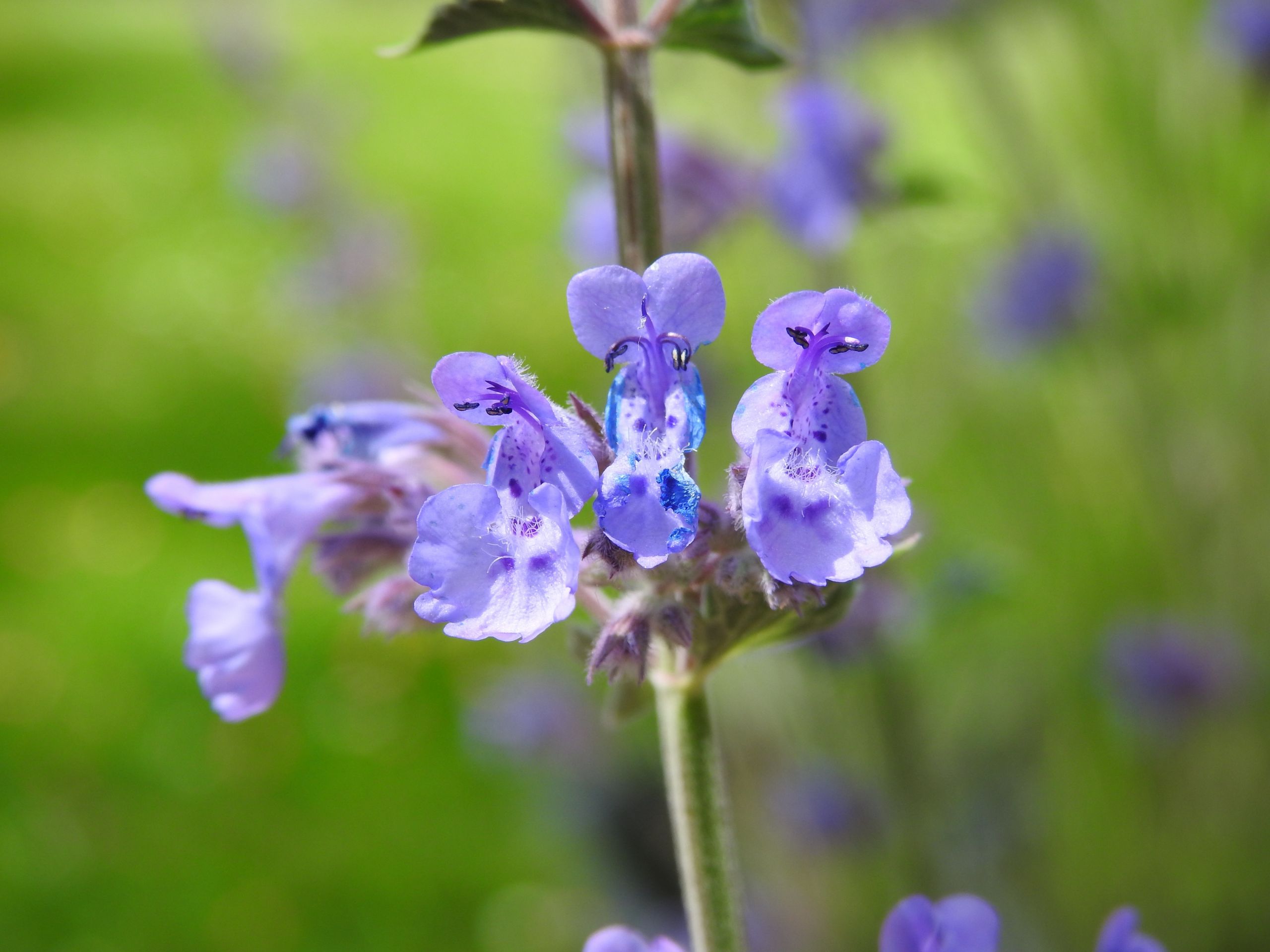 Wallpapers Nature Flowers 