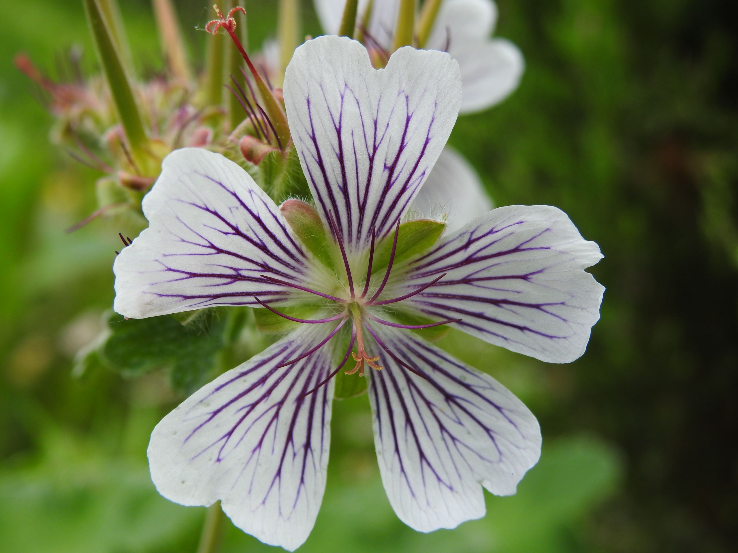 Wallpapers Nature Flowers 