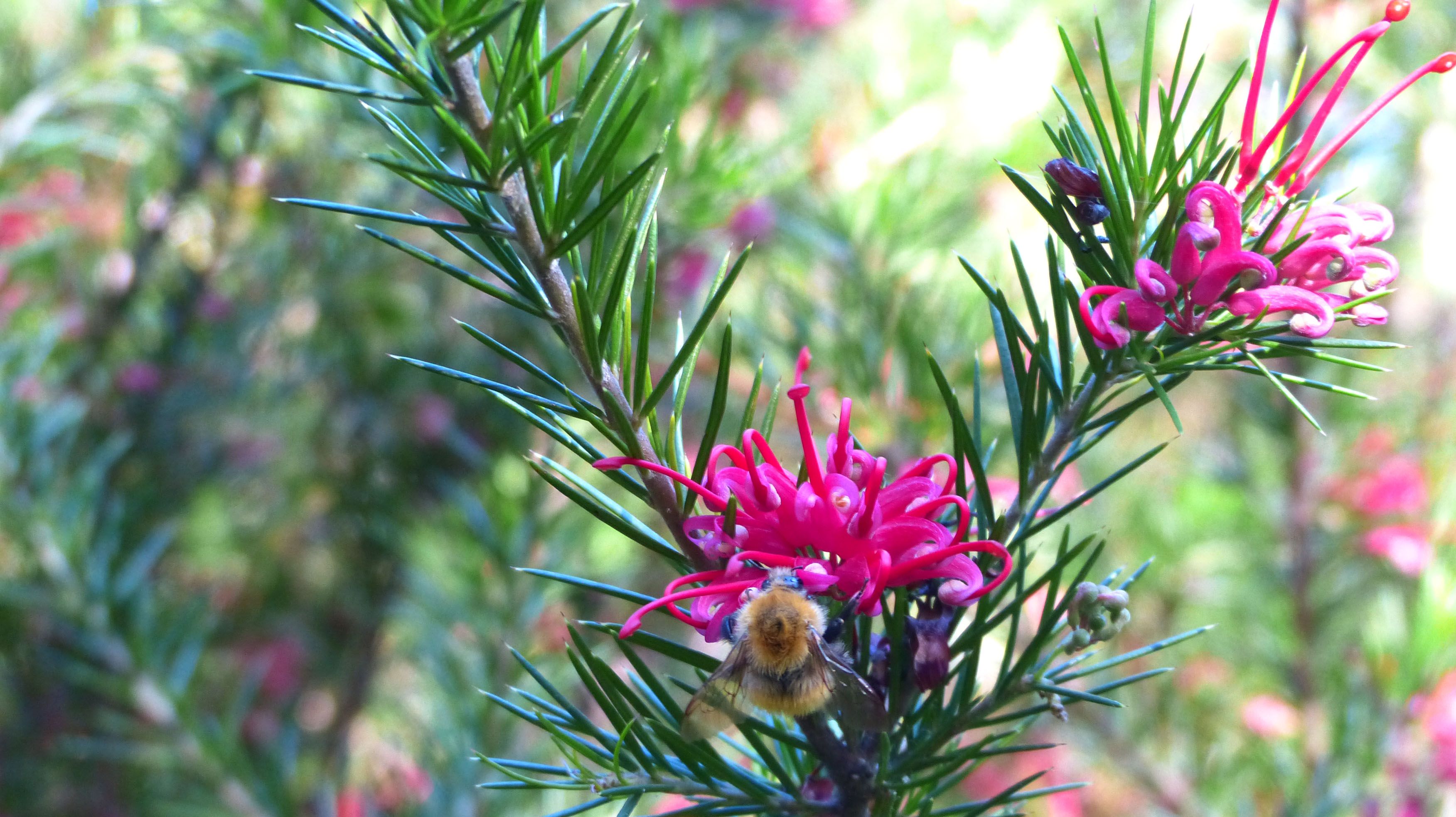 Fonds d'cran Nature Fleurs 