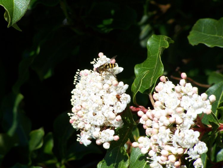 Fonds d'cran Animaux Insectes - Abeilles Gupes ... Wallpaper N406738