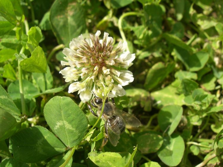 Fonds d'cran Animaux Insectes - Abeilles Gupes ... Wallpaper N406741