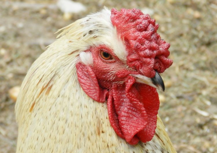 Fonds d'cran Animaux Oiseaux - Coqs et Poules Coq