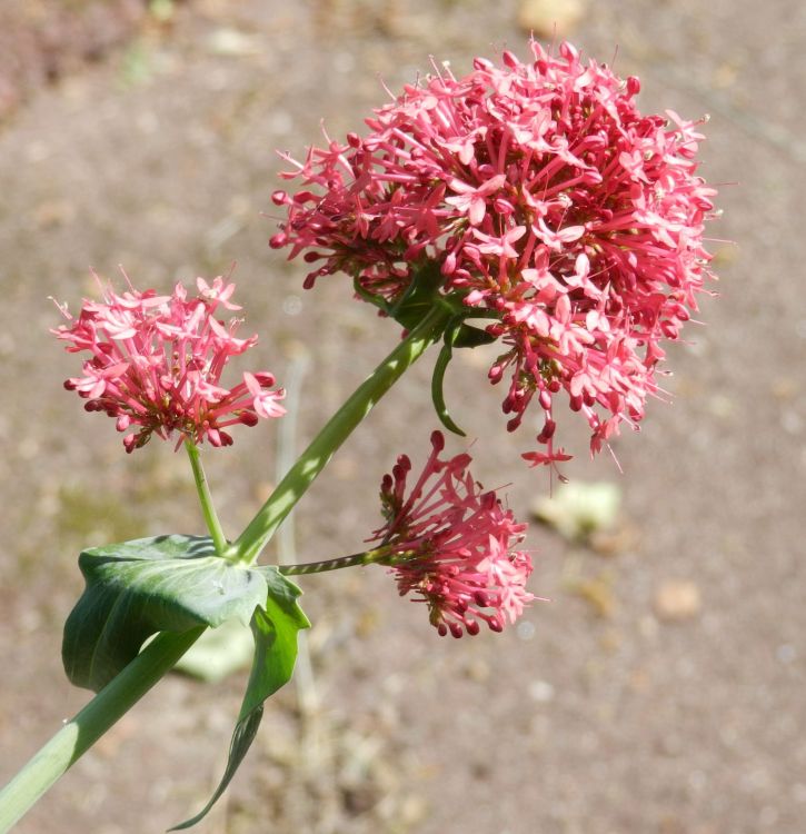 Wallpapers Nature Flowers fleurs