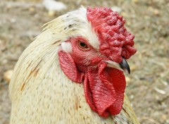  Animaux Coq