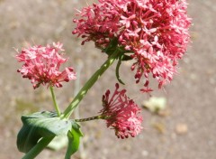  Nature fleurs