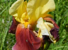  Nature fleurs