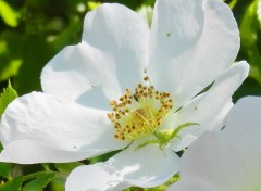  Nature fleurs