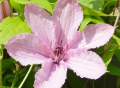  Nature fleurs